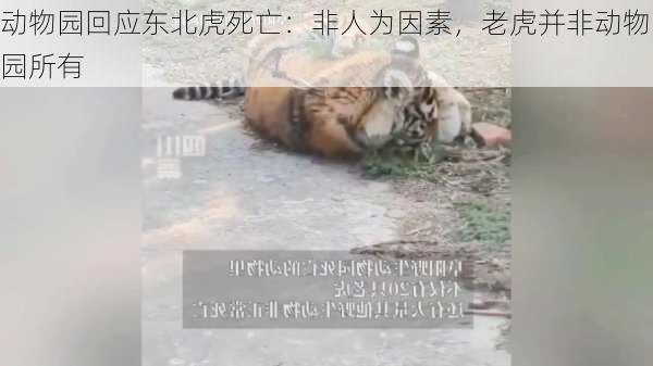 动物园回应东北虎死亡：非人为因素，老虎并非动物园所有