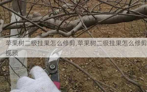 苹果树二级挂果怎么修剪,苹果树二级挂果怎么修剪视频