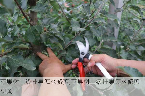 苹果树二级挂果怎么修剪,苹果树二级挂果怎么修剪视频