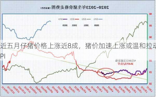 近五月仔猪价格上涨近8成，猪价加速上涨或温和拉动CPI