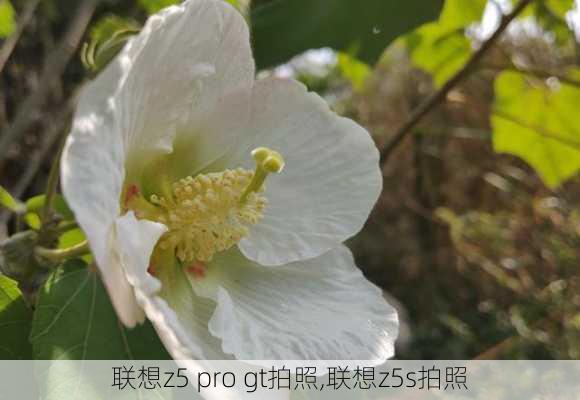 联想z5 pro gt拍照,联想z5s拍照